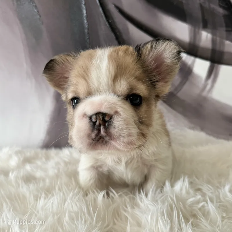 Male, Fluffy Big Rope