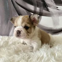 Male, Fluffy Big Rope, a male French Bulldog for sale in Houston, TX – Photo 8 of 8