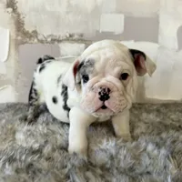 Male, Black Merle, a male English Bulldog for sale in Houston, TX – Photo 4 of 8
