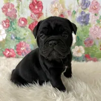 Female, Black Full Suit, a female English Bulldog for sale in Houston, TX – Photo 4 of 6