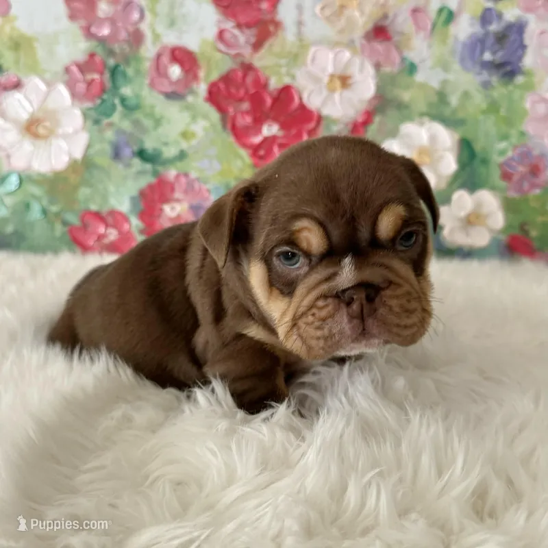 Female, Choco and Tan