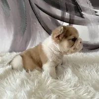 Male, Fluffy Big Rope, a male French Bulldog for sale in Houston, TX – Photo 6 of 8