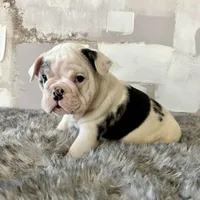 Male, Black Merle, a male English Bulldog for sale in Houston, TX – Photo 1 of 8