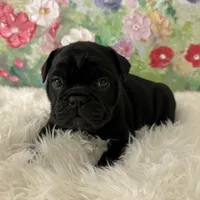 Female, Black Full Suit, a female English Bulldog for sale in Houston, TX – Photo 2 of 6