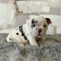 Male, Black Merle, a male English Bulldog for sale in Houston, TX – Photo 6 of 8