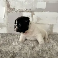 Male, Black and White, a male English Bulldog for sale in Houston, TX – Photo 2 of 7