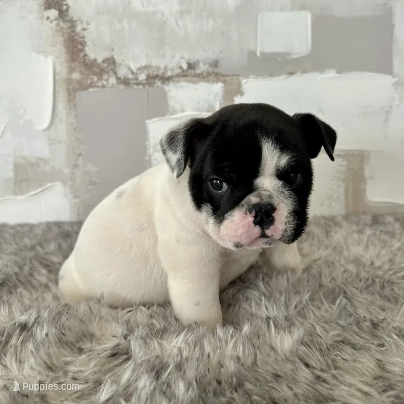 Male, Black and White