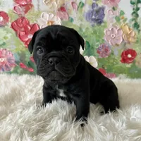 Female, Black Full Suit, a female English Bulldog for sale in Houston, TX – Photo 4 of 7