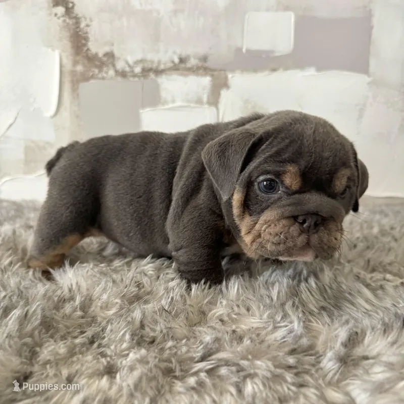 Female, Blue and Tan