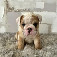 Male, Fawn and White, a male English Bulldog for sale in Houston, TX – Photo 6 of 7