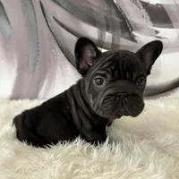 processed/72fa224e-998f-4417-9ef0-ef86a340a47c/listing/a2056580-8883-4493-84a0-94584000c7e9/6a23c7ea-d54c-4f15-91bb-282bd8d79dd3