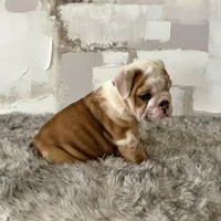 Male, Fawn and White, a male English Bulldog for sale in Houston, TX – Photo 5 of 7