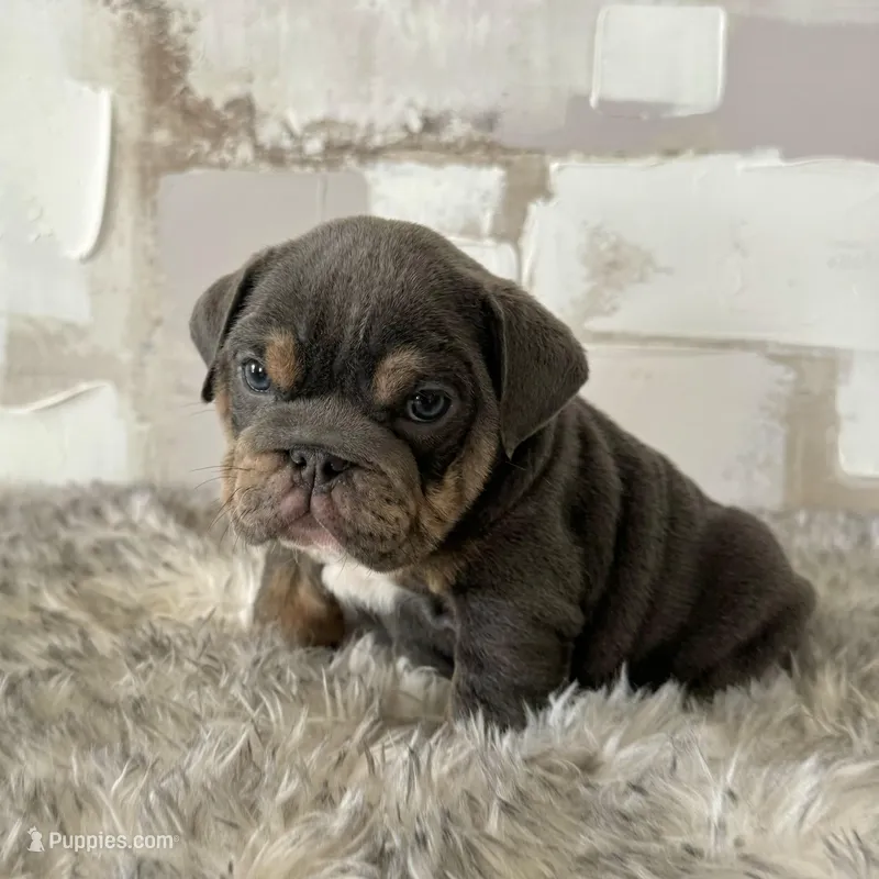 Female, Blue and Tan, a female English Bulldog for sale in Houston, TX – Photo 1 of 8