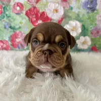 Female, Choco and Tan, a female English Bulldog for sale in Houston, TX – Photo 2 of 6