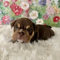 Female, Choco and Tan, a female English Bulldog for sale in Houston, TX – Photo 5 of 6