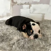 Female, Black Tri, a female English Bulldog for sale in Houston, TX – Photo 3 of 7