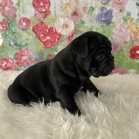 Female, Black Full Suit, a female English Bulldog for sale in Houston, TX – Photo 5 of 8