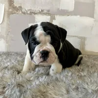 Male, Black and White, a male English Bulldog for sale in Houston, TX – Photo 3 of 7