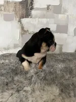 Female, Black Tri, a female English Bulldog for sale in Houston, TX – Photo 6 of 7