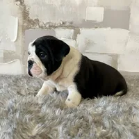 Male, Black and White, a male English Bulldog for sale in Houston, TX – Photo 6 of 7