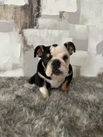 Female, Black Tri, a female English Bulldog for sale in Houston, TX – Photo 7 of 7