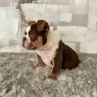 Male, Choco Tri, a male English Bulldog for sale in Houston, TX – Photo 2 of 6