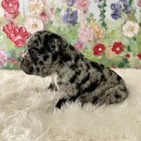 Male, Black Merle, a male English Bulldog for sale in Houston, TX – Photo 6 of 8