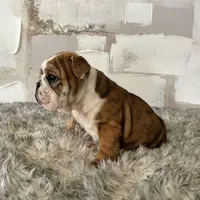 Female, Brindle, a female English Bulldog for sale in Houston, TX – Photo 9 of 9