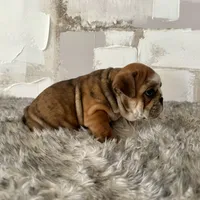 Female, Brindle, a female English Bulldog for sale in Houston, TX – Photo 4 of 9