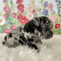 Male, Black Merle, a male English Bulldog for sale in Houston, TX – Photo 2 of 8