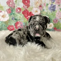 Male, Black Merle, a male English Bulldog for sale in Houston, TX – Photo 7 of 8