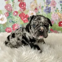 Male, Black Merle, a male English Bulldog for sale in Houston, TX – Photo 1 of 8