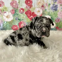 Male, Black Merle, a male English Bulldog for sale in Houston, TX – Photo 4 of 8