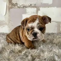 Female, Brindle, a female English Bulldog for sale in Houston, TX – Photo 3 of 9