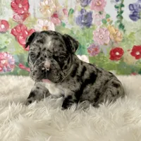 Male, Black Merle, a male English Bulldog for sale in Houston, TX – Photo 5 of 8