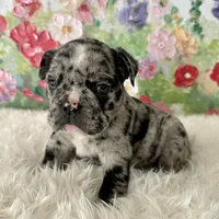 Male, Black Merle, a male English Bulldog for sale in Houston, TX – Photo 3 of 8