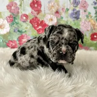 Male, Black Merle, a male English Bulldog for sale in Houston, TX – Photo 8 of 8