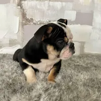 Female, Black Tri, a female English Bulldog for sale in Houston, TX – Photo 5 of 5