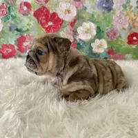 processed/72fa224e-998f-4417-9ef0-ef86a340a47c/listing/ecd0fbf6-966c-41e4-b591-20a2b5f6ec45/1ce2b5d7-79a6-4f7f-8a88-2c2e7dba0bcb