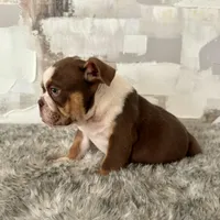 Male, Choco Tri, a male English Bulldog for sale in Houston, TX – Photo 5 of 6