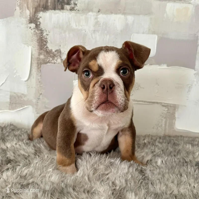 Male, Choco Tri, a male English Bulldog for sale in Houston, TX – Photo 1 of 6
