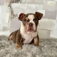 Male, Choco Tri, a male English Bulldog for sale in Houston, TX – Photo 1 of 6