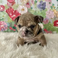 processed/72fa224e-998f-4417-9ef0-ef86a340a47c/listing/ecd0fbf6-966c-41e4-b591-20a2b5f6ec45/9ba6b3e6-c735-454b-b96d-7f8479de9980