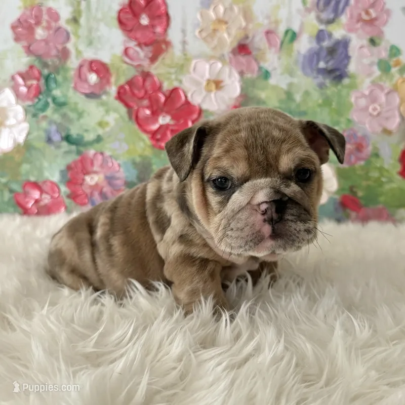 Female, Lilac Tri Merle