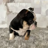 Female, Black Tri, a female English Bulldog for sale in Houston, TX – Photo 2 of 5