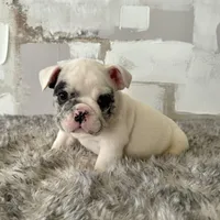 Male, Merle, a male English Bulldog for sale in Houston, TX – Photo 1 of 6