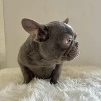 Male, Blue Full Suit, a male French Bulldog for sale in Houston, TX – Photo 5 of 5