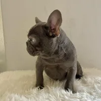 Male, Blue Full Suit, a male French Bulldog for sale in Houston, TX – Photo 3 of 5