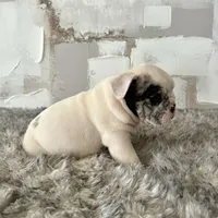 Male, Merle, a male English Bulldog for sale in Houston, TX – Photo 6 of 6