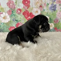 processed/72fa224e-998f-4417-9ef0-ef86a340a47c/listing/f134932b-b186-48ff-9897-b7ec4842661e/9cc5c96c-5103-4e74-98c7-9f820e26c33c